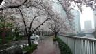 桜の季節＿雨の目黒川