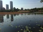 今時の上野公園不忍池